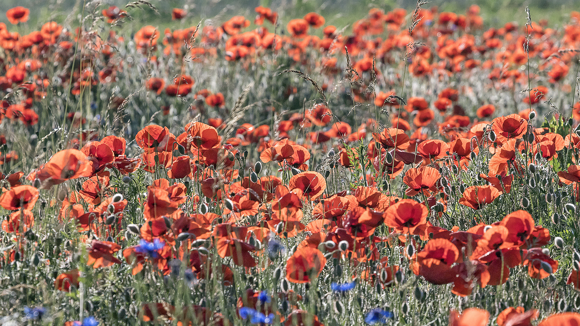 Auf der Suche nach dem ultimativen Klatschmohn-Bildli ...  (1)