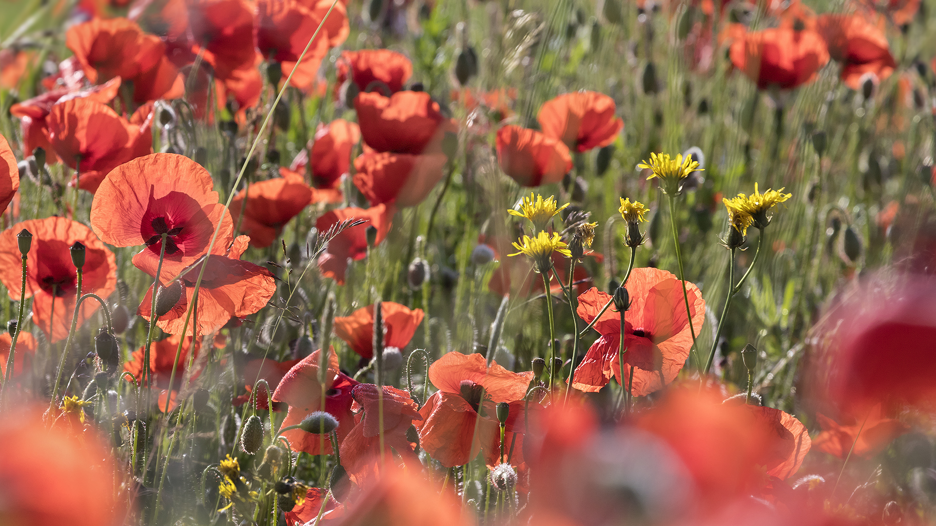 Auf der Suche nach dem ultimativen Klatschmohn-Bildli ...   (2)