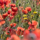 Auf der Suche nach dem ultimativen Klatschmohn-Bildli ...   (2)