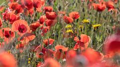 Auf der Suche nach dem ultimativen Klatschmohn-Bildli ...   (2)