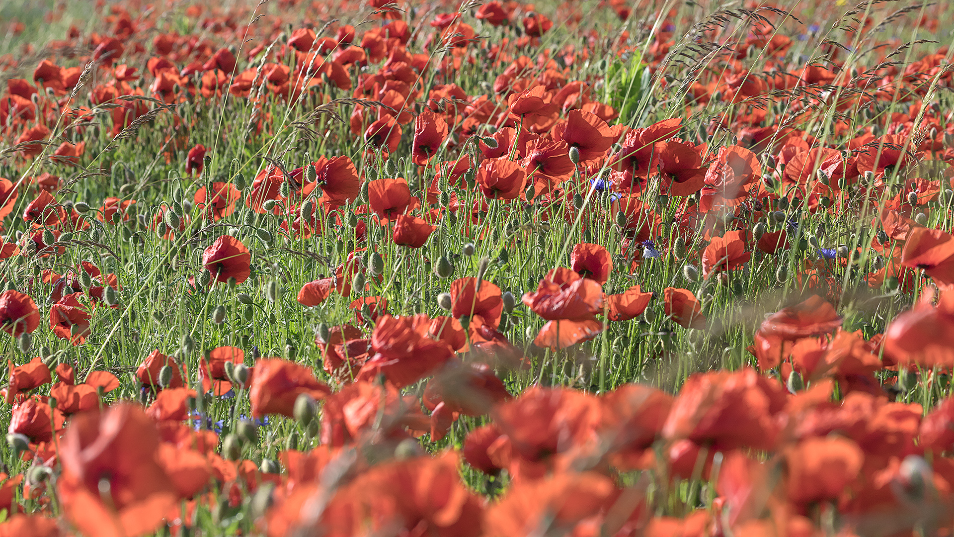 Auf der Suche nach dem ultimativen Klatschmohn-Bildli ...  (3)