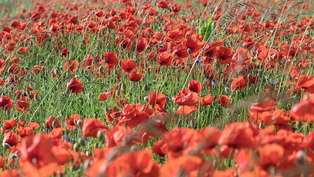 Auf der Suche nach dem ultimativen Klatschmohn-Bildli ...  (3)