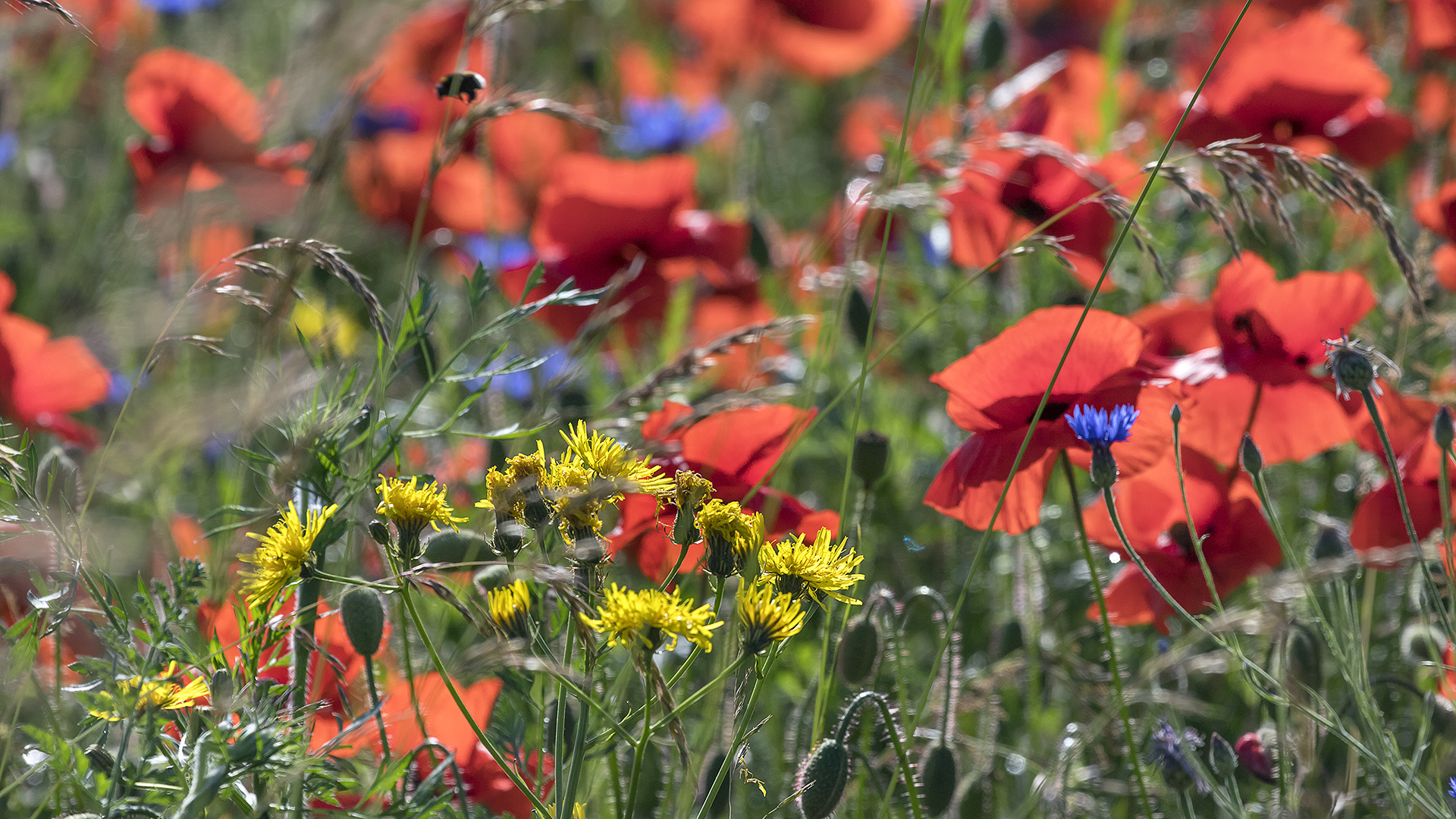 Auf der Suche nach dem ultimativen Klatschmohn-Bildli ...  (4)