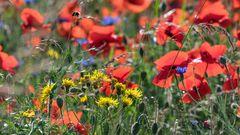 Auf der Suche nach dem ultimativen Klatschmohn-Bildli ...  (4)