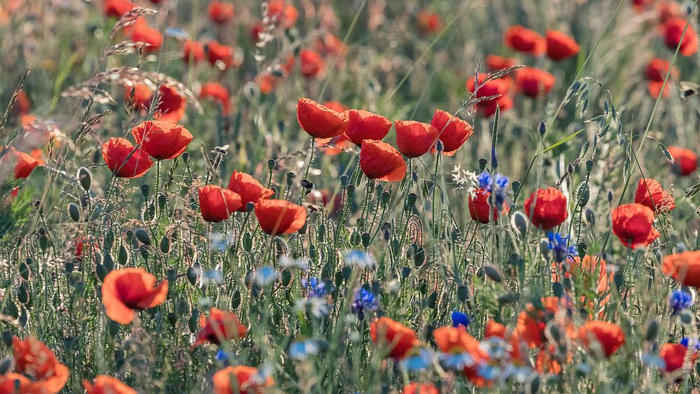 Auf der Suche nach dem ultimativen Klatschmohn-Bildli ...   (5)