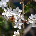 Auf der Suche nach den ersten leckeren Pollen