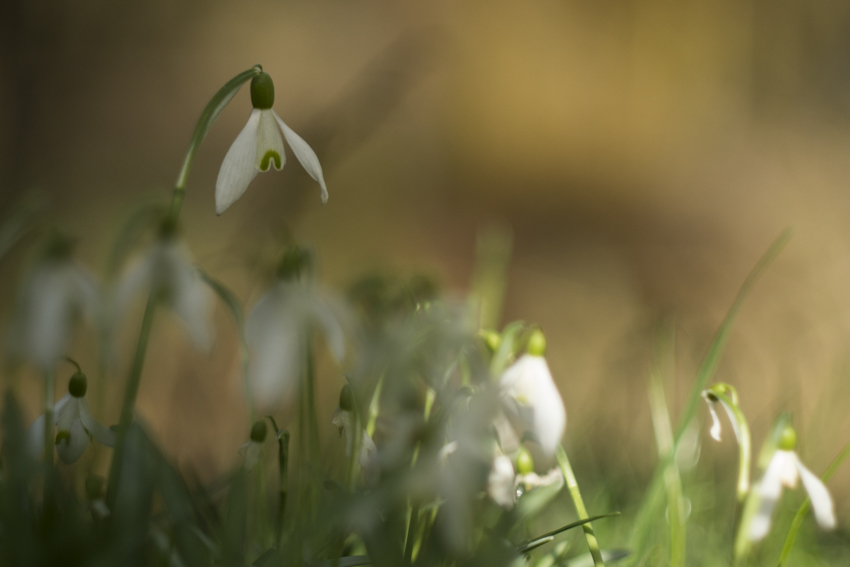 auf der suche nach den frühlingsboten