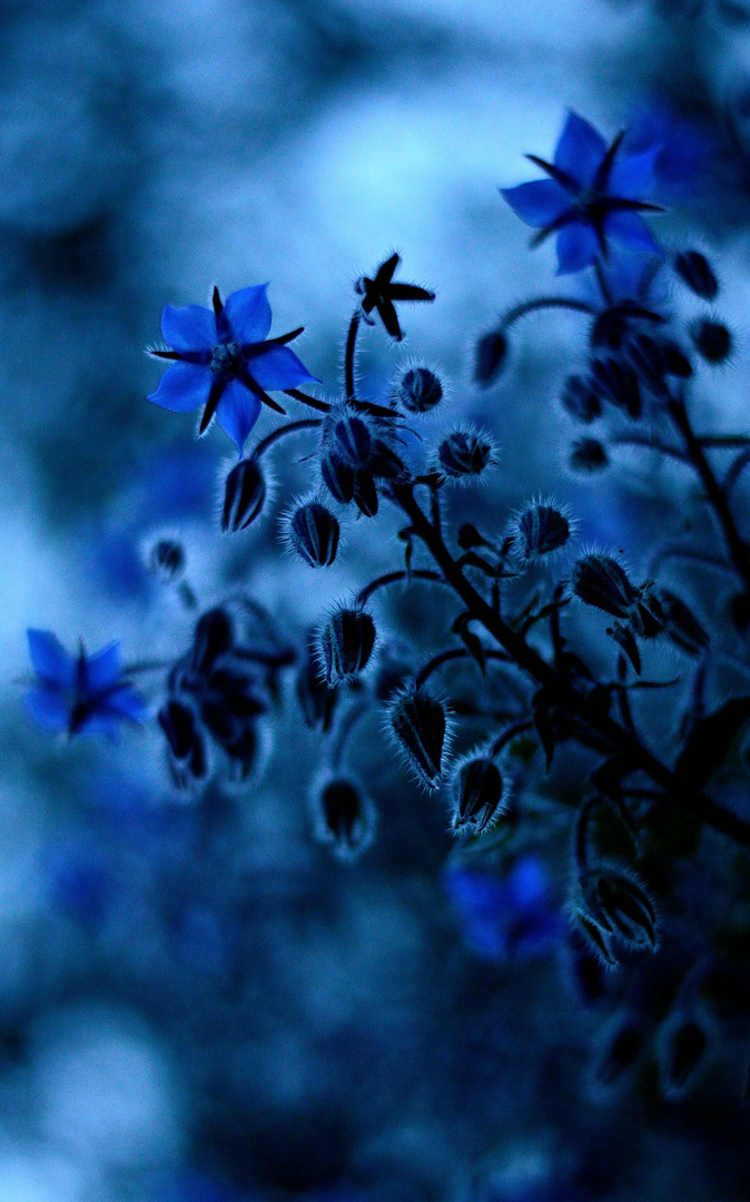 Auf der Suche nach der blauen Blume