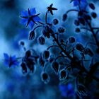 Auf der Suche nach der blauen Blume