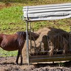 Auf der Suche nach der Nadel im Heuhaufen.