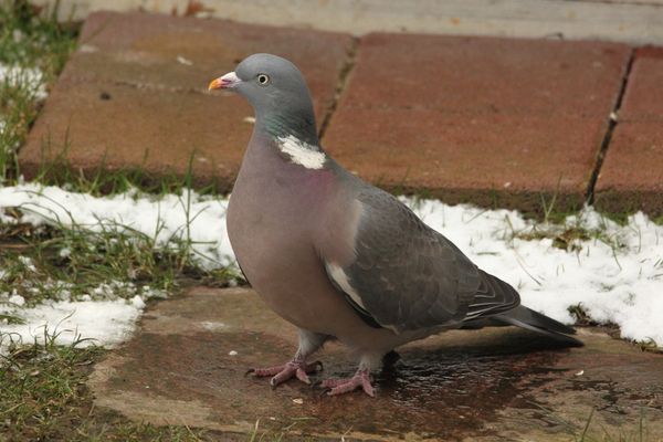 Auf der Suche nach ein paar Körnern