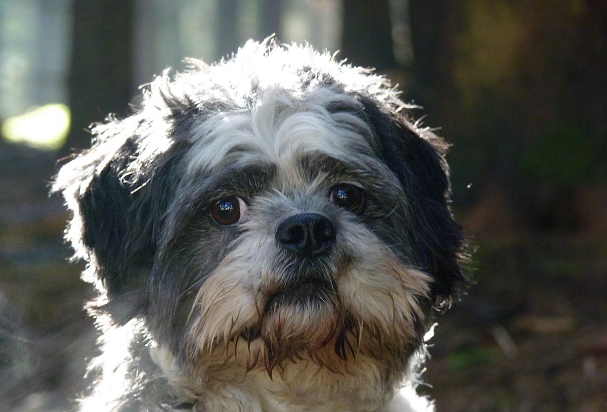 Auf der Suche nach "FRODO"