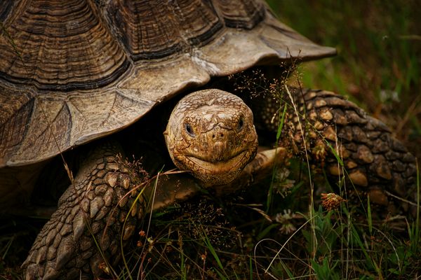 Auf der Suche nach Futter.....