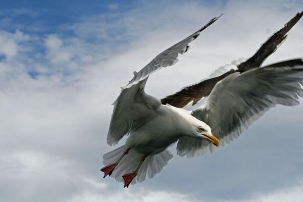 Auf der Suche nach Futter