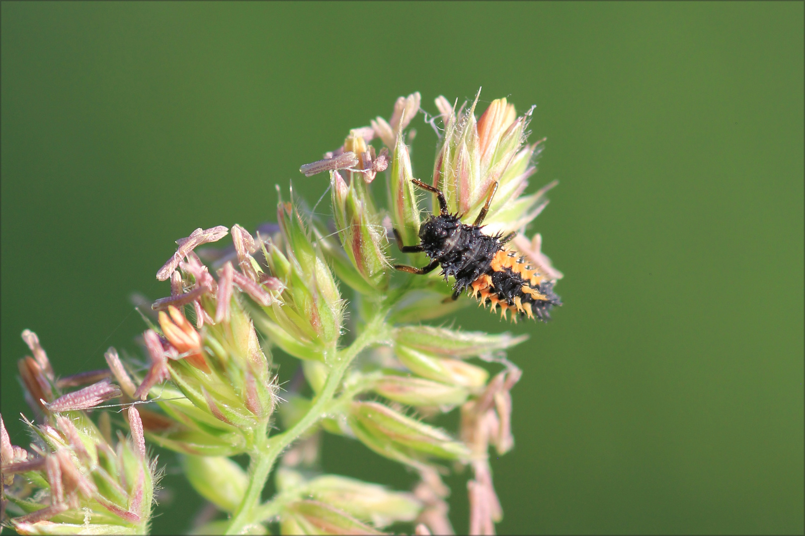 Auf der Suche nach Insekten