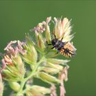 Auf der Suche nach Insekten