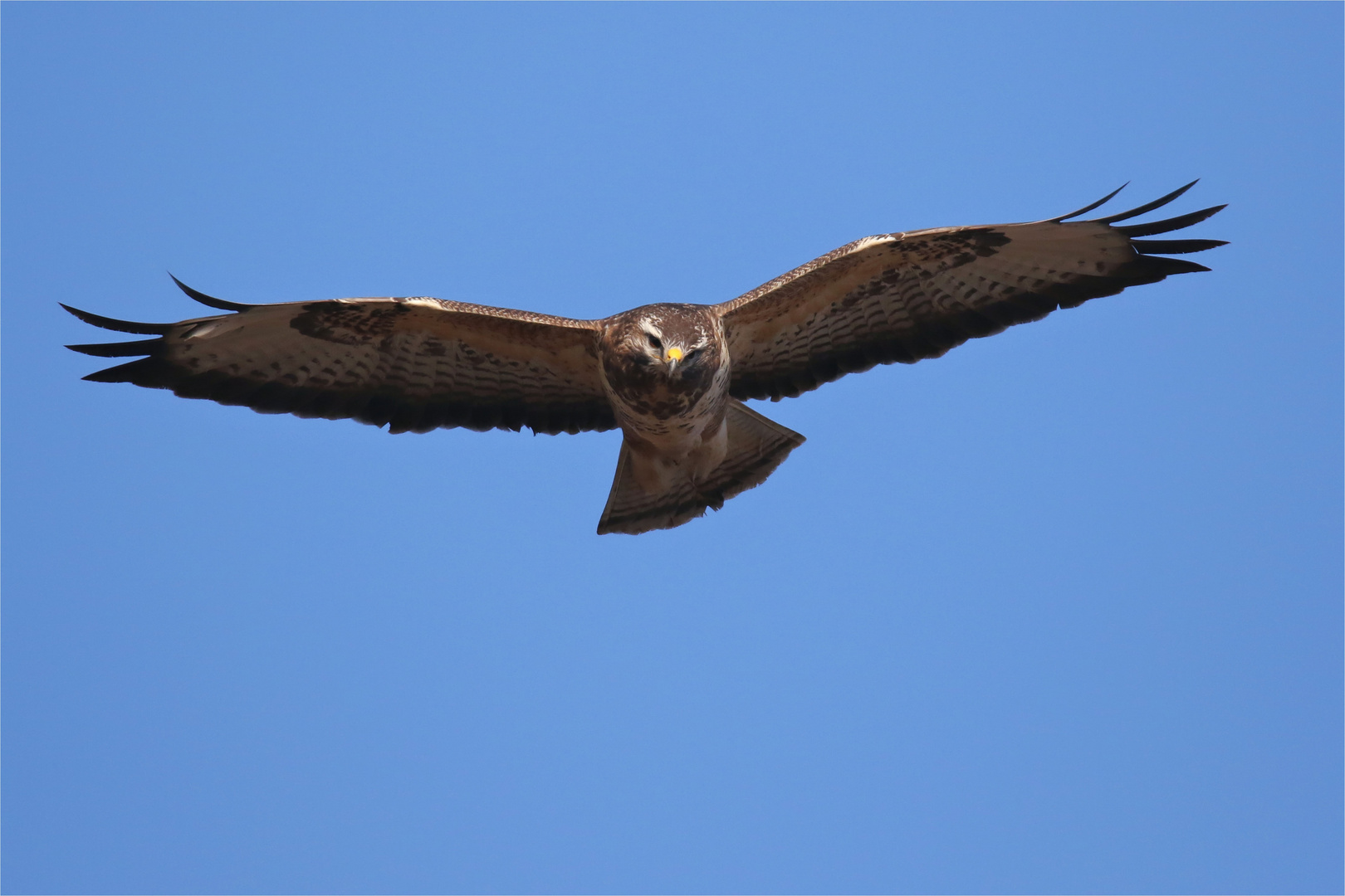 Auf der Suche nach Mäusen ... Buteo buteo, Mäusebussard