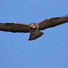 Auf der Suche nach Mäusen ... Buteo buteo, Mäusebussard