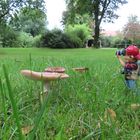 Auf der Suche nach Pilze im Stadtpark ..