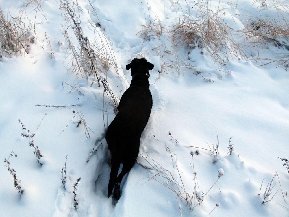 Auf der Suche nach Väterchen Frost by Ka Da