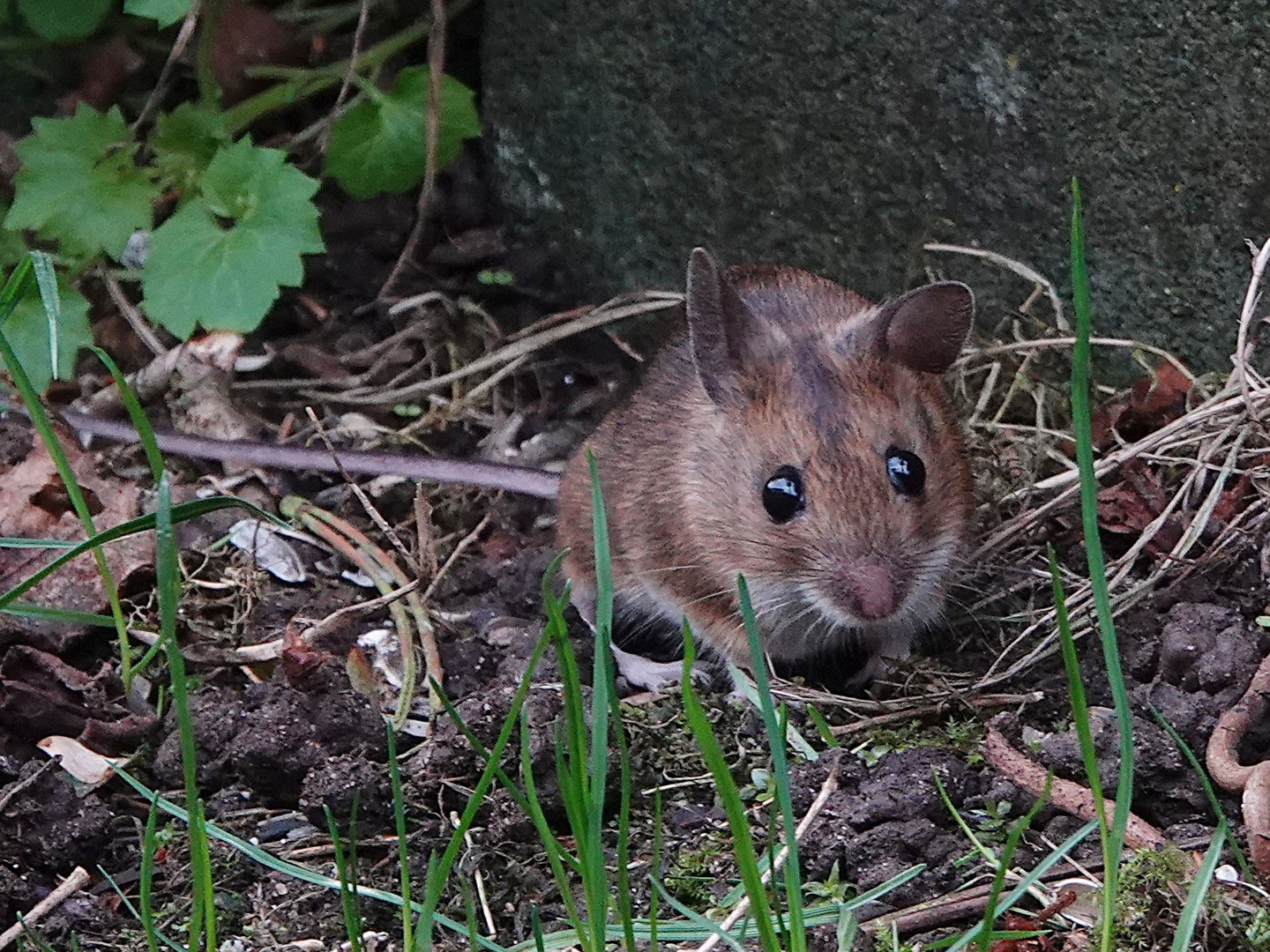 auf der Suche nach Weihnachten Foto & Bild natur, tiere, wildlife