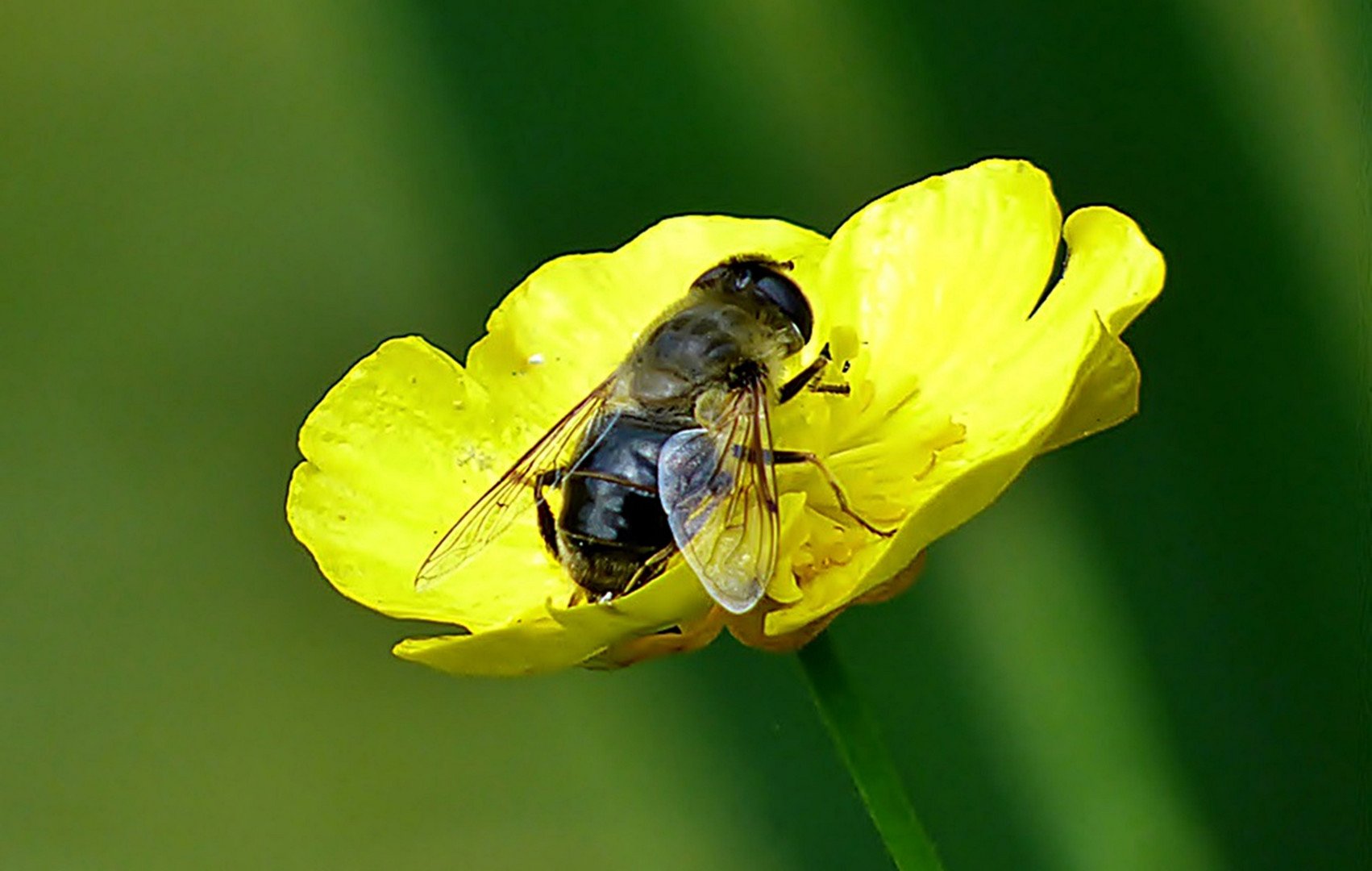 Auf der Sumpfdotterblume . . .