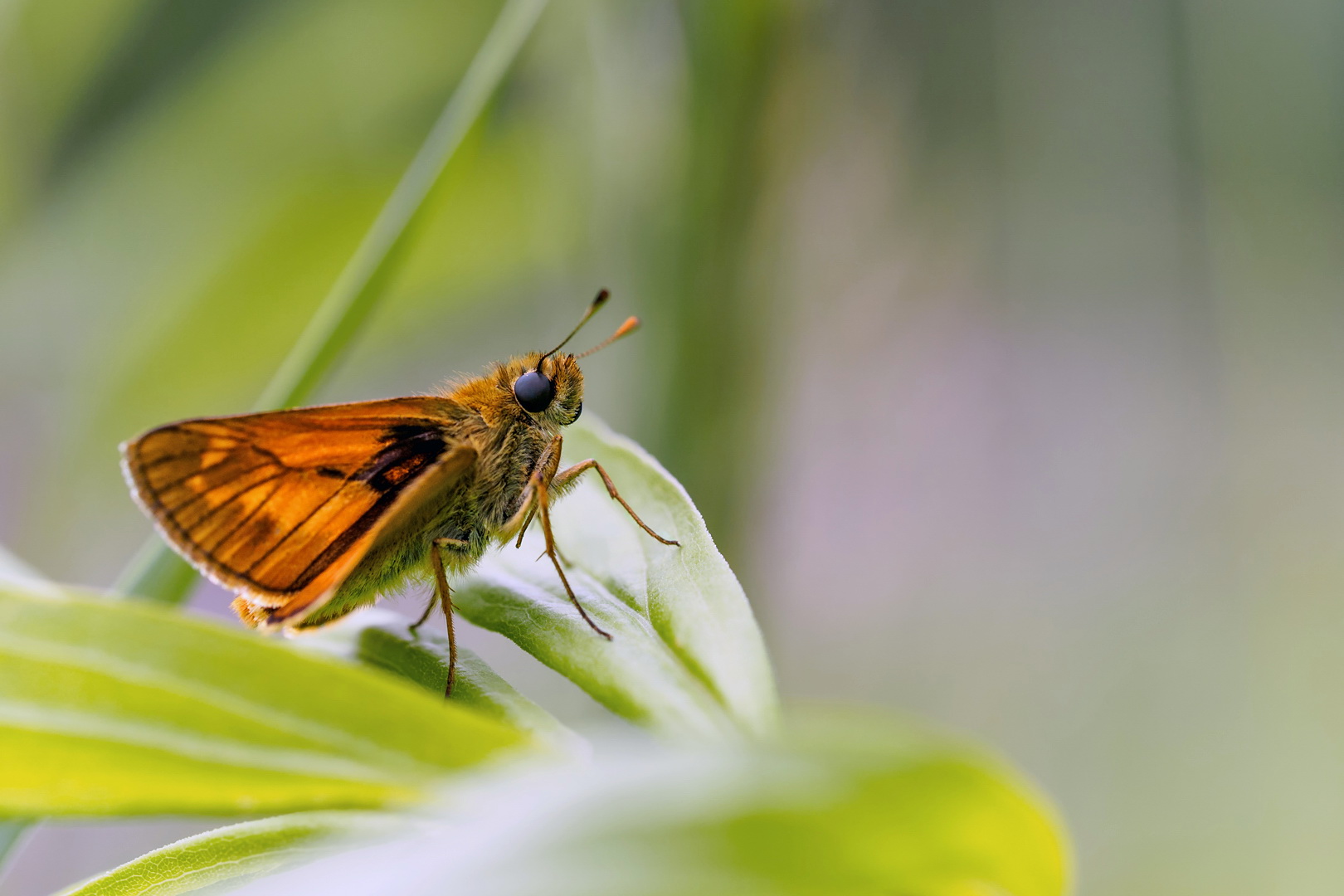 Auf der Tanzfläche der Natur