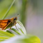 Auf der Tanzfläche der Natur