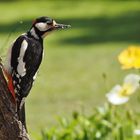 Auf der Terrasse.....