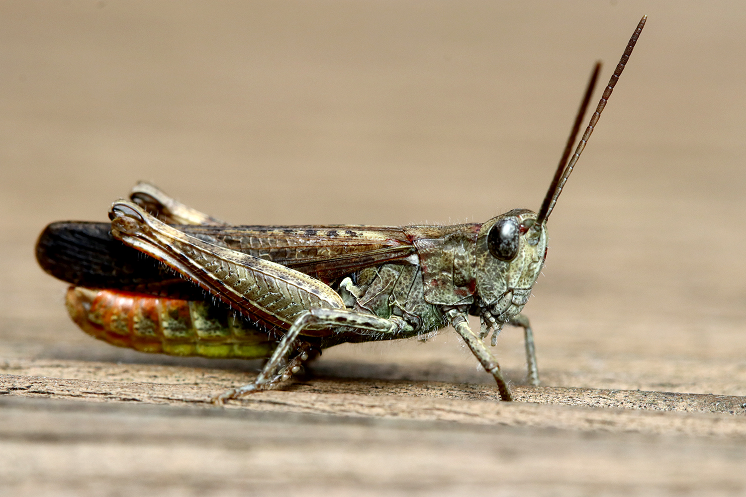 Auf der Terrasse