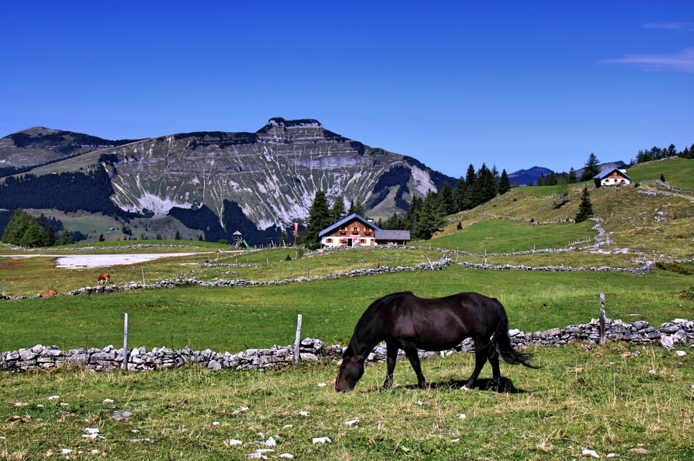 Auf der Trattbergalm (1)