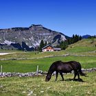 Auf der Trattbergalm (1)