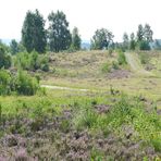 auf der Truppbacher Heide