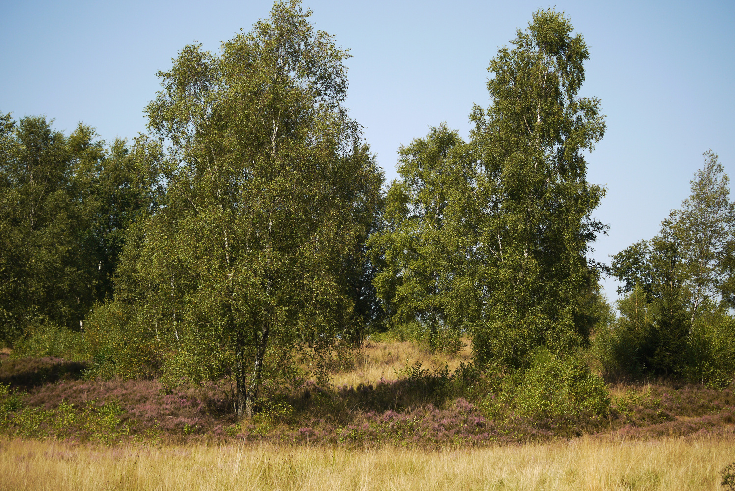 Auf der Truppbacher Heide