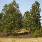 Auf der Truppbacher Heide