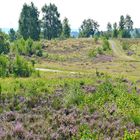 auf der Truppbacher Heide Neuauflage