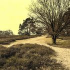 Auf der Veluwe, die grosse sitille Heide.  Teil 5