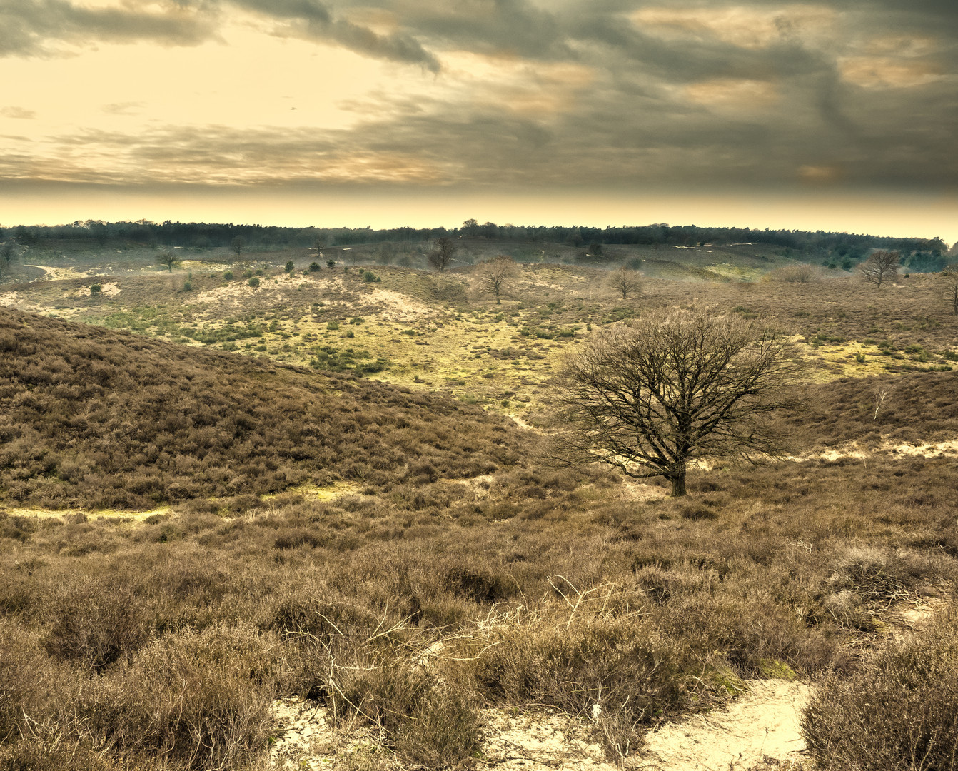 Auf der Veluwe, die grosse stille Heide   Teil 12.