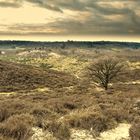 Auf der Veluwe, die grosse stille Heide   Teil 12.