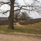 Auf der Veluwe, die grosse stille Heide  Teil 6.