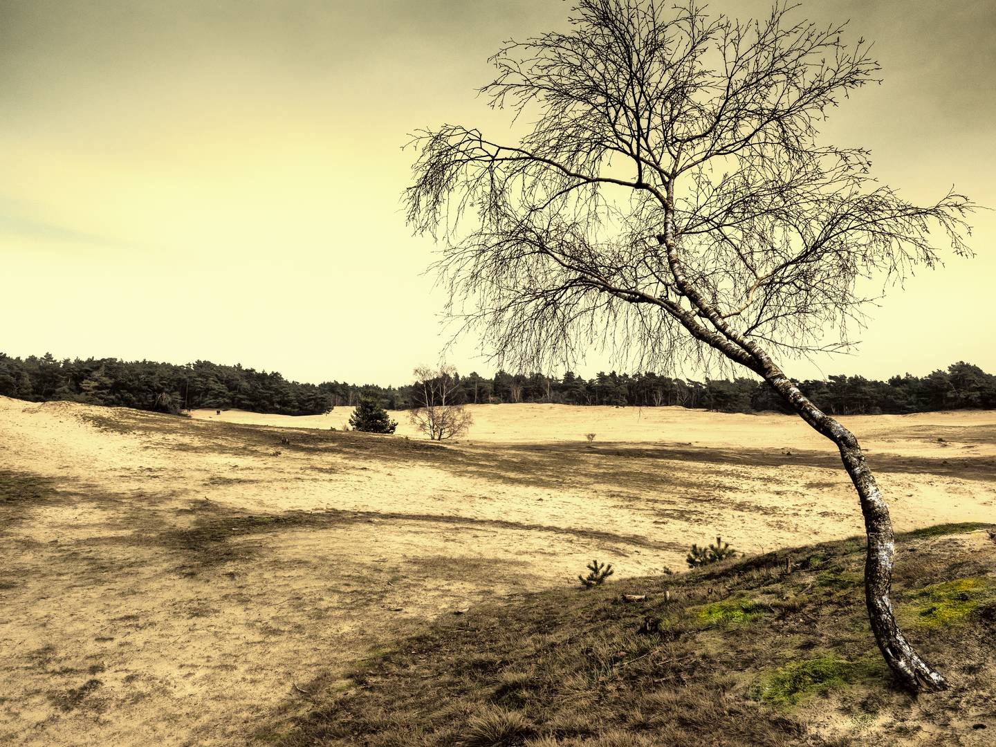 Auf der Veluwe, die grosse stille Heide    Teil 8.