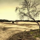 Auf der Veluwe, die grosse stille Heide    Teil 8.