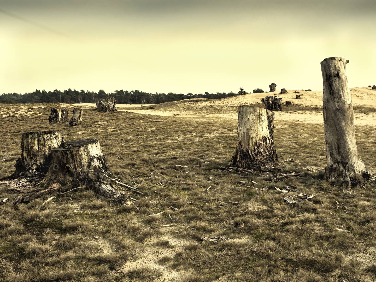 Auf der Veluwe, die grosse stille Heide    Teil 9.