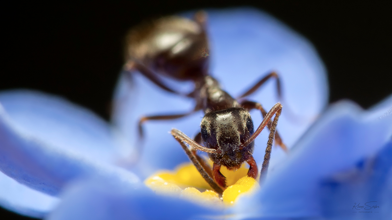 auf der Vergissmeinnicht-Blüte