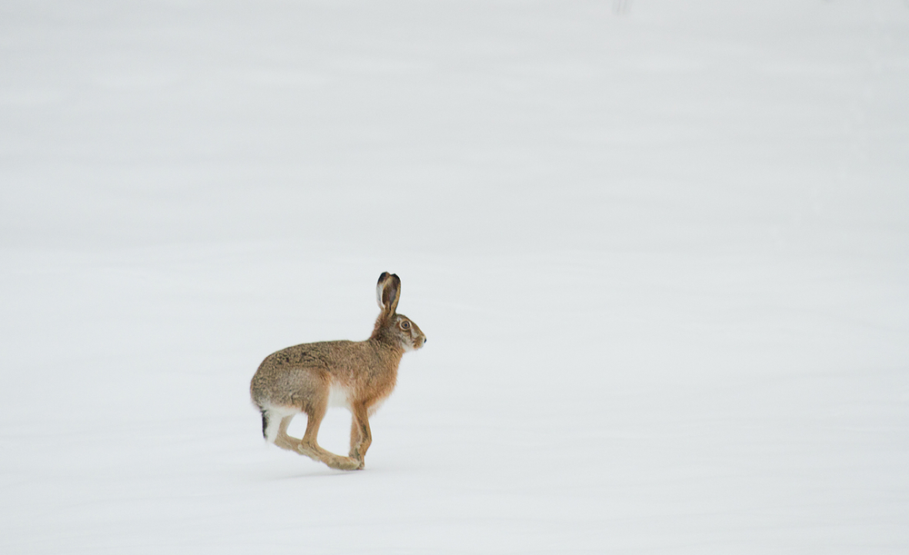 auf der verschneiten Wiese hoppelt ein Hase . . .