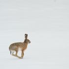 auf der verschneiten Wiese hoppelt ein Hase . . .