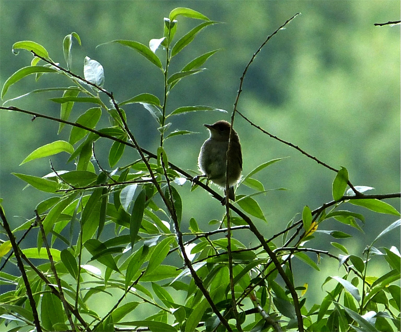 auf der Vogelinsel 1