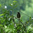 auf der Vogelinsel 1