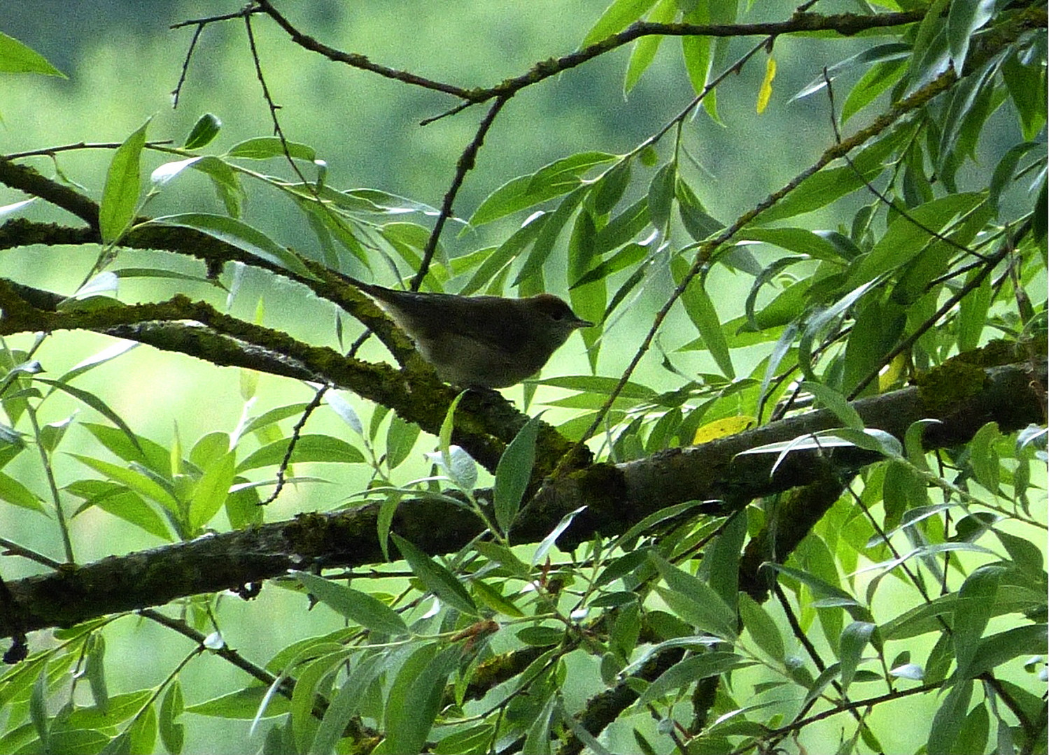 auf der Vogelinsel 2