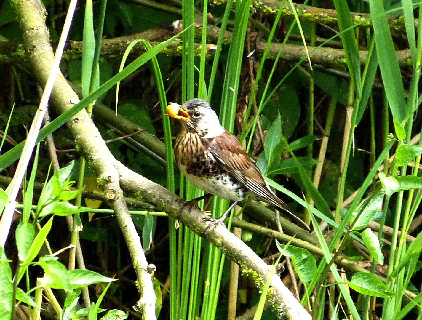 auf der Vogelinsel 3